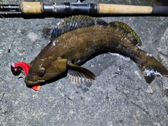 アイナメの釣果