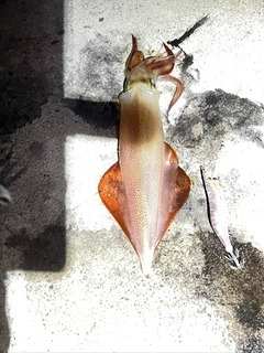 ケンサキイカの釣果