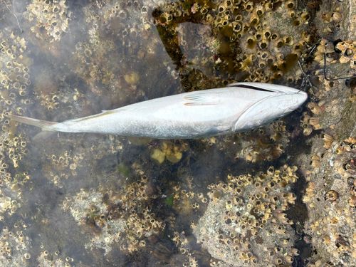 ハマチの釣果