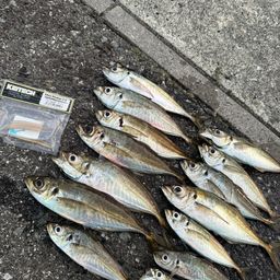 アジ