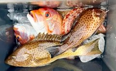 レンコダイの釣果