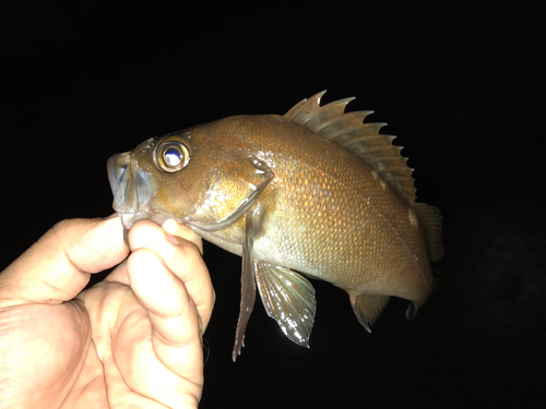 エゾメバルの釣果