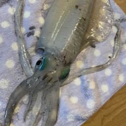 アオリイカ