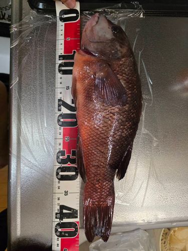 コブダイの釣果