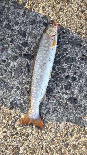 アメマスの釣果