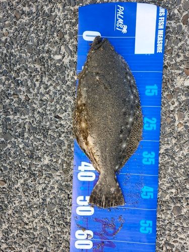 ヒラメの釣果