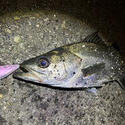 フッコ（マルスズキ）