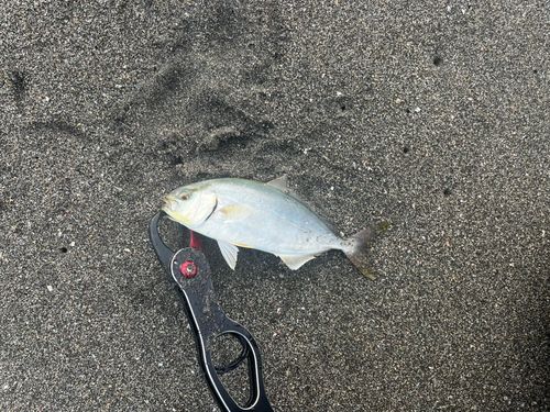 ショゴ