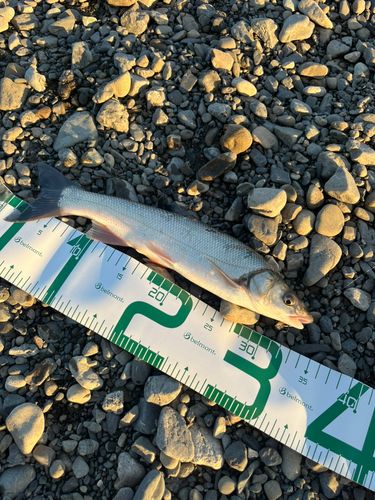 ウグイの釣果