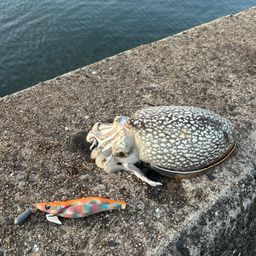 シリヤケイカ