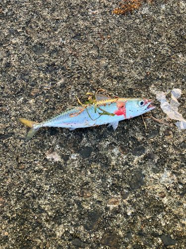 サバの釣果