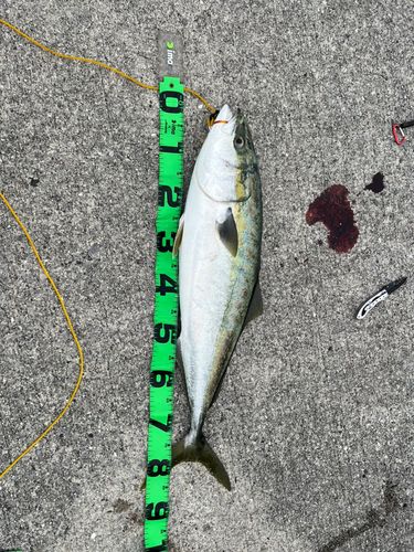 ハマチの釣果
