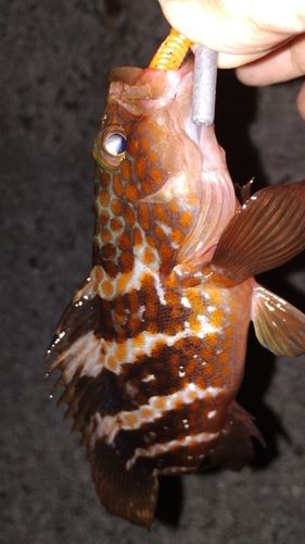 アコウの釣果