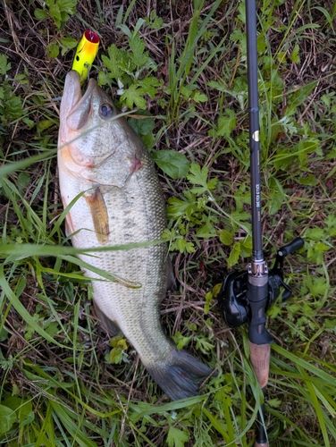 ブラックバスの釣果