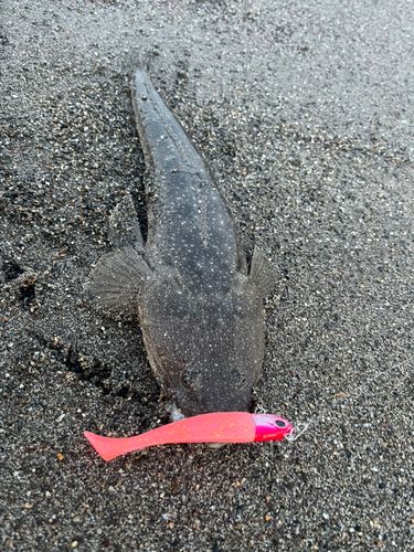 マゴチの釣果
