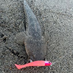 マゴチ