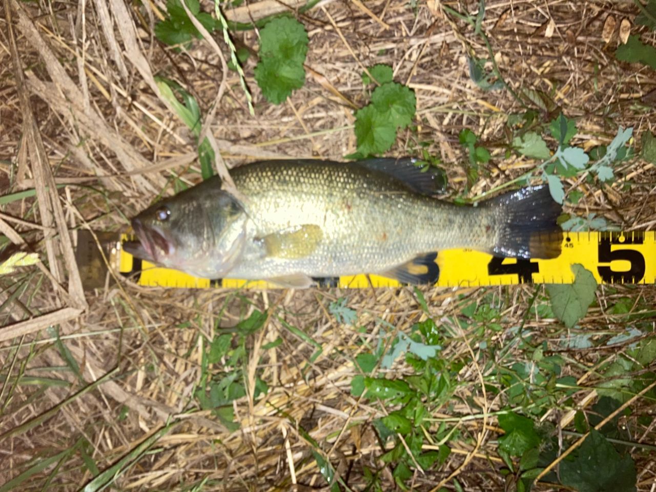 ラージマウスバス