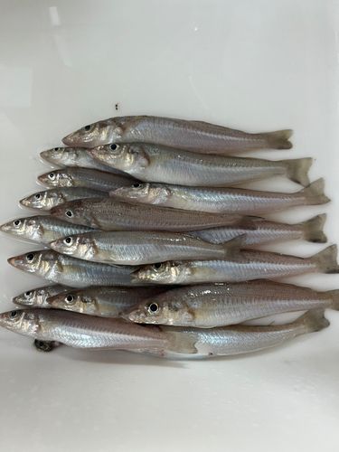 キスの釣果