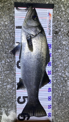 ヒラスズキの釣果