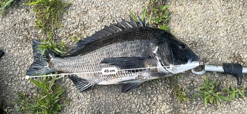 クロダイの釣果