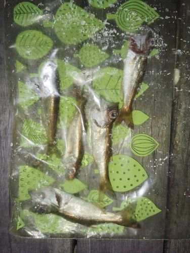 ムツの釣果