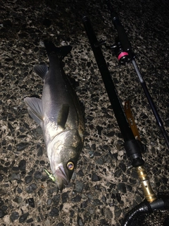 フッコ（マルスズキ）の釣果