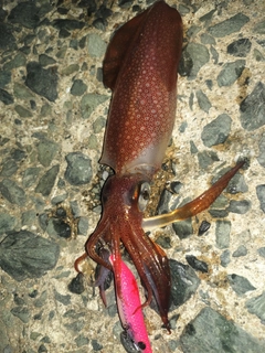 ケンサキイカの釣果