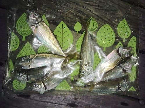 アジの釣果
