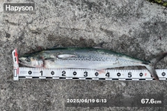 サゴシの釣果
