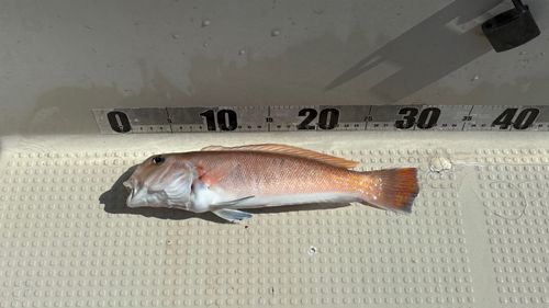 アマダイの釣果