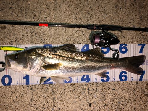 シーバスの釣果