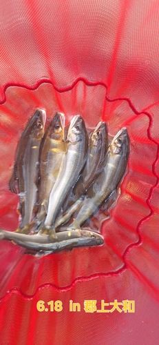 アユの釣果