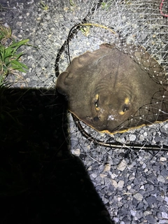 アカエイの釣果
