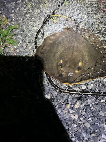 アカエイの釣果