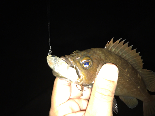 エゾメバルの釣果