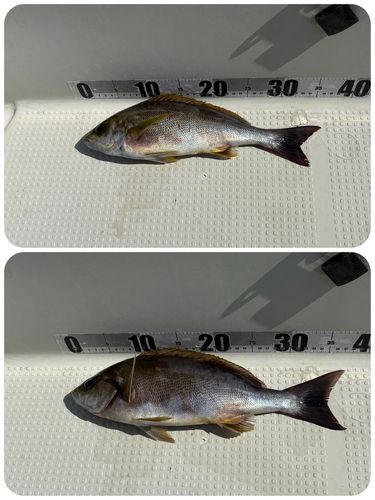 イサキの釣果