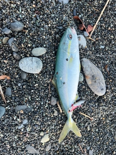 ワカシの釣果