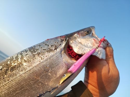 サクラマスの釣果