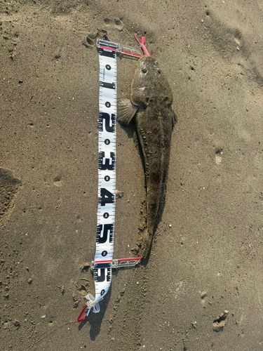 マゴチの釣果