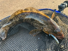 アイナメの釣果