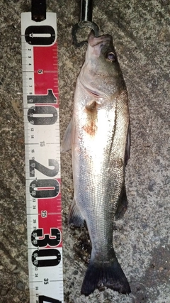 セイゴ(マルスズキ)の釣果