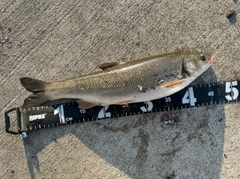 ウグイの釣果
