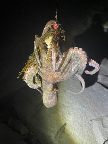 タコの釣果