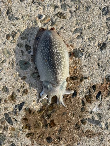 シリヤケイカの釣果