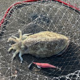 モンゴウイカ