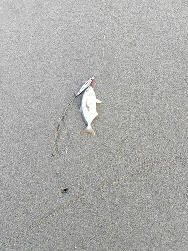 ショゴの釣果