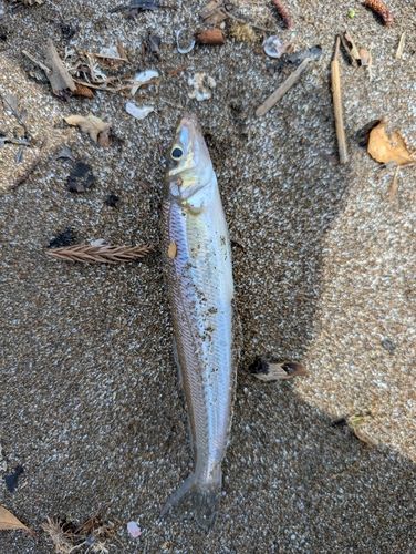 シロギスの釣果