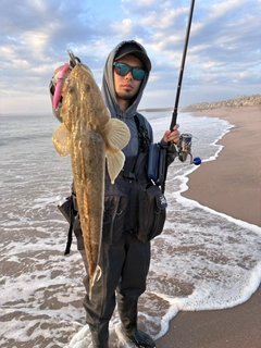 マゴチの釣果