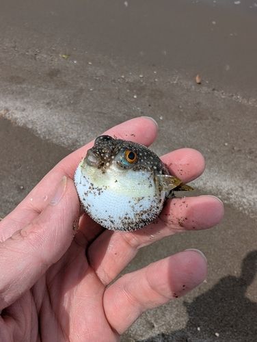 クサフグの釣果