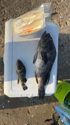 クロソイの釣果